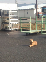 野良わんこ