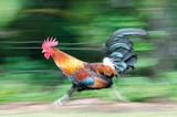 21_01_16-chicken_feature_photo