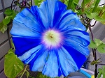 713