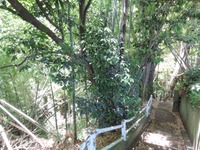 DSCN7136-1