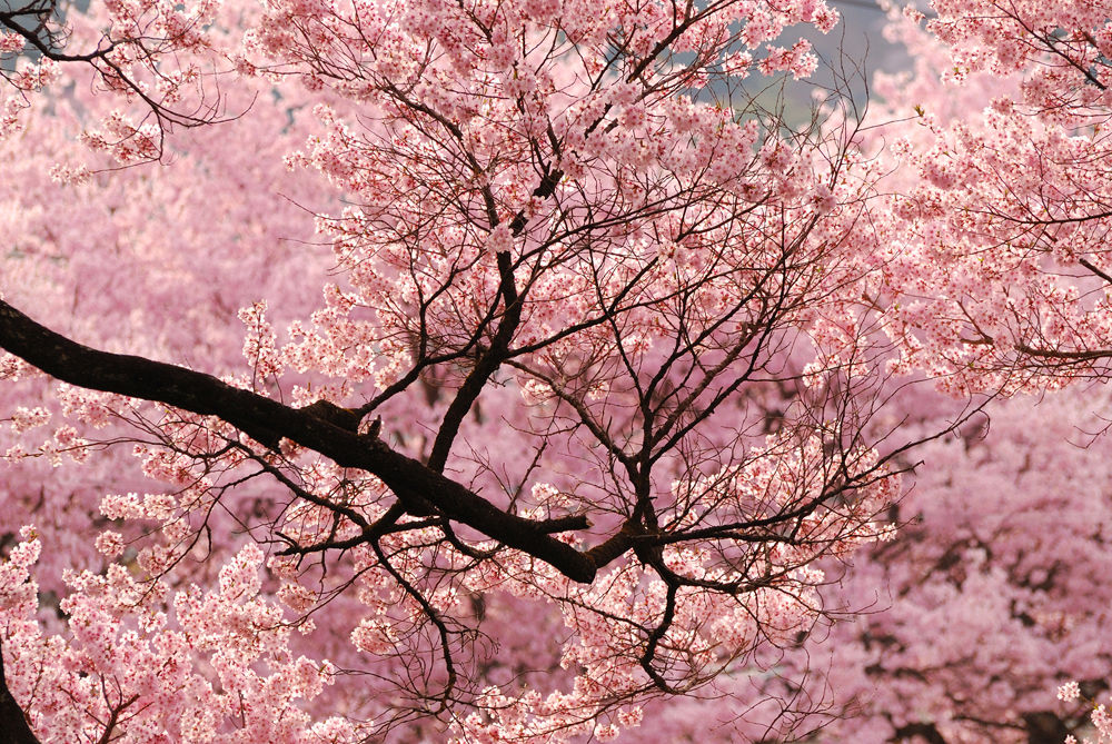 桜の写真