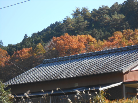 DSCN3081