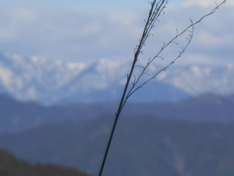 DSCN7510