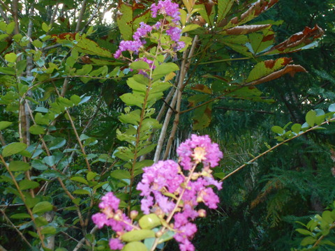 DSCN0307