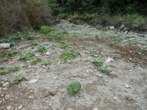 DSCN8654