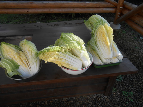 DSCN7213