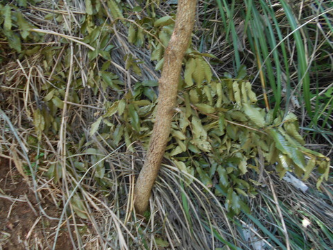 DSCN0085