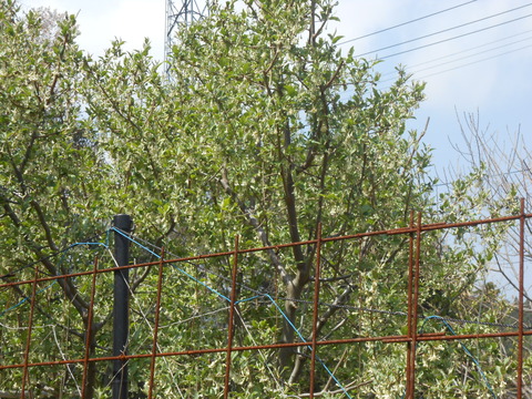 DSCN9114