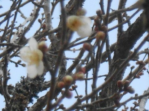 DSCN7501