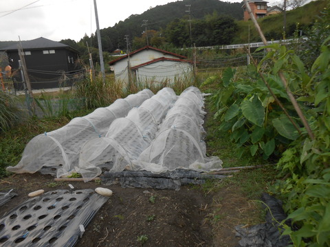 DSCN4699