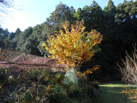 DSCN3074