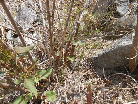 DSCN9075