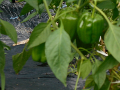 DSCN0013