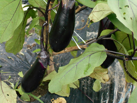 DSCN0014