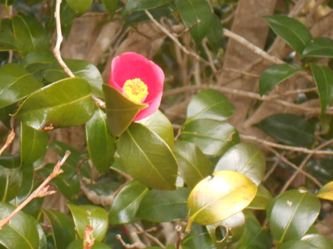 DSCN8992