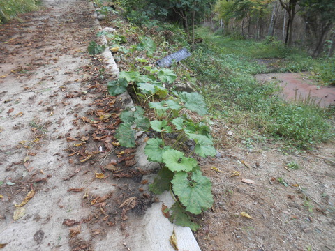 DSCN8652