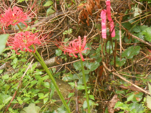 DSCN6749