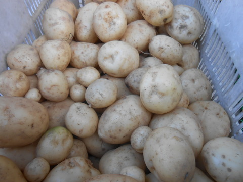 DSCN7207