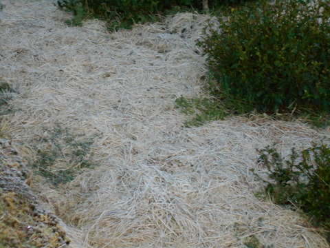 DSCN0860