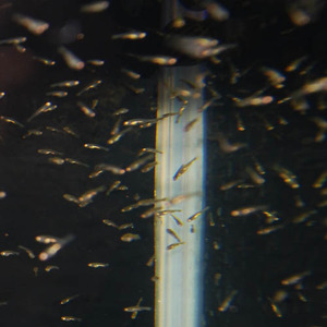 　金魚