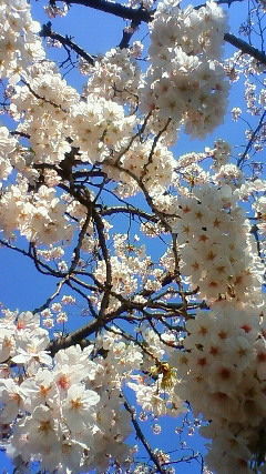 写真 (37)