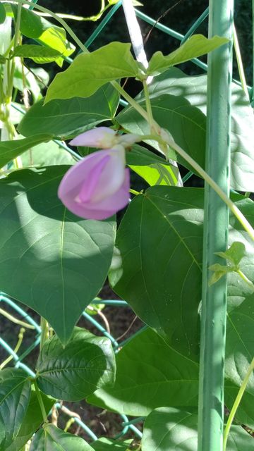 P_20180817_074122_vHDR_Auto