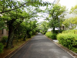 P5132125