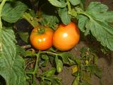 野菜畑_04