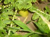 野菜畑_06