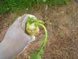 野菜畑_07