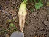 野菜畑_10