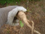 野菜畑_08