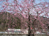 冬ん家の桜