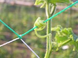 野菜畑＆オタマ_10