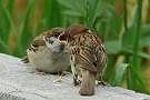 image[6]