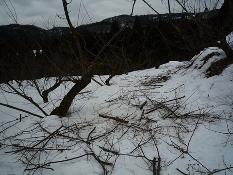 P1010052a