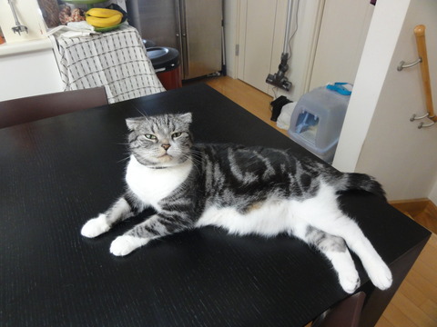 ノーちゃんは黒背景に映えます