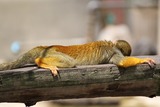 ぐったりするリスザル