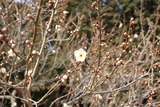 ume