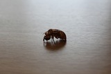 抜け殻