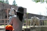 象を見るゆいか