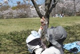sakura2