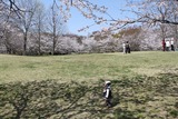 sakura5