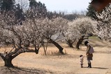 ume