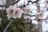 さくら