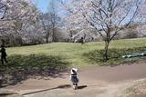 sakura3