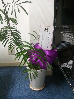 plant