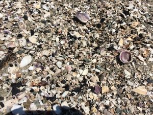 IMG_0861