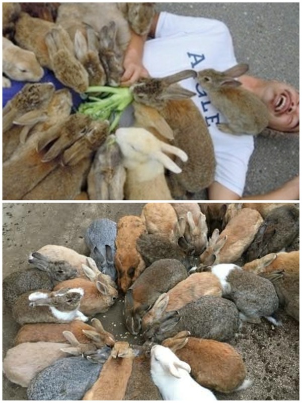 ウサギたち、大寒波の食糧難で肉食系に、共食いやオオヤマネコまで捕食