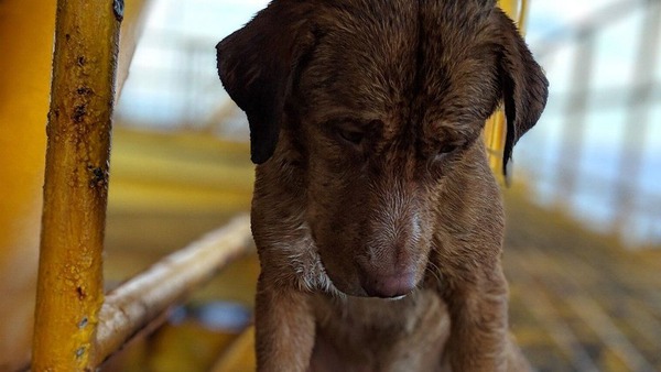_106461551_dogsad